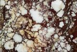 Polished Wild Horse Magnesite Slab - Arizona #301696-1